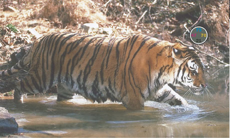 Цветокоррекция тигра: Если соответствующие фигуре тигра участки (выделенные коричневым цветом) на кривых CMYK сделать круче, улучшится детализация.