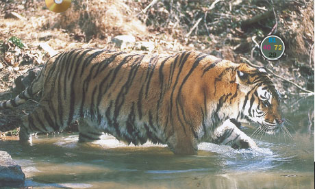 Цветокоррекция тигра: такая коррекция эмулирует феномен одновременного контраста, отделяя хищника от фона